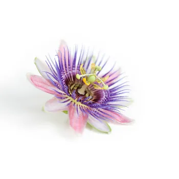 Natural Tropical Flower